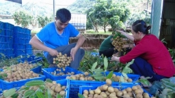 Nhãn Sơn La chuẩn bị xuất khẩu đi Mỹ, Pháp, Ba Lan và Malaysia