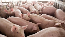 Giá lợn hơi giảm mạnh trước thông tin nhập khẩu lợn từ Thái Lan