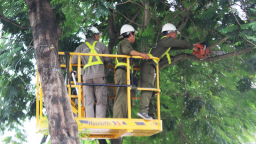 Hà Nội kiểm tra cây xanh trong trường học, bệnh viện
