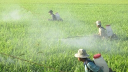Loại thuốc bảo vệ thực vật nào được phép sử dụng, cấm sử dụng tại Việt Nam?