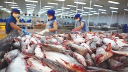 Xuất khẩu cá tra 6 tháng đầu năm giảm gần 30%