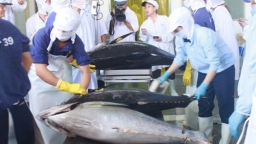 Xuất khẩu cá ngừ sang Italy tăng kỷ lục