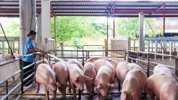 Giá lợn hơi có nơi đạt 71.000 đ/kg