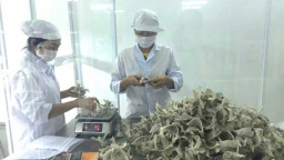Xuất khẩu tổ yến mang về khoảng 200 - 300 triệu USD mỗi năm