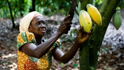 Cuộc chiến cacao giáng tai họa xuống đầu nông dân