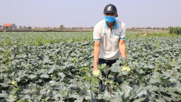 Động thái của Bộ Công Thương về việc giải cứu nông sản Hải Dương