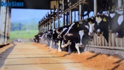 TH True Milk sắp xây dựng trang trại bò sữa gần 2.700 tỷ đồng tại An Giang