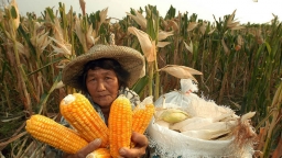 Giá thực phẩm đang tăng trên toàn thế giới, đe dọa an ninh lương thực