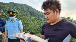 Doanh nghiệp Việt gian dối nhập hàng chục tấn cá tầm Trung Quốc