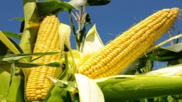 Giá đậu nành và ngô tăng mạnh, nông dân Mỹ phấn khởi