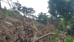Nhiều sai phạm tại Ban Quản lý rừng Kiên Giang: Đề nghị kỷ luật nguyên Phó giám đốc Sở NN&PTNT