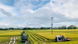 Nghệ An: Đội Thiện nguyện 'giải cứu' lúa cho người dân vùng dịch