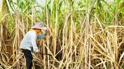 Điều tra chống lẩn tránh biện pháp phòng vệ thương mại đối với đường mía Thái Lan