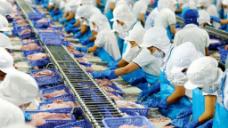 Xuất khẩu cá tra dự báo cán đích hơn 1,5 tỷ USD