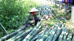 Nghệ An: Gần 840 ha lùng ở Quế Phong được cấp chứng chỉ quản lý rừng bền vững
