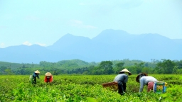 Chính thức ‘khai tử’ siêu dự án du lịch nghỉ dưỡng Tây Bà Nà của Toàn cầu TMS