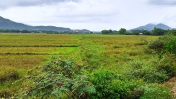 Nở rộ tình trạng 'cò' chuyển đổi đất nông nghiệp sang đất ở, Đà Nẵng phát đi cảnh báo