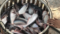 Dự báo xuất khẩu cá tra tăng trên 50% trong quý 2