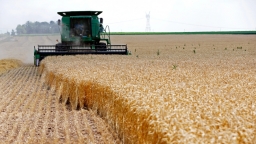 Các nhà nhập khẩu châu Á chật vật tìm nguồn cung mới cho lúa mì