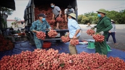 Thương lái Trung Quốc được giải quyết thủ tục để đến Bắc Giang mua vải