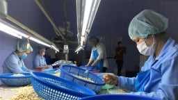 100 container hạt điều Việt xuất khẩu 'suýt mất trắng' đã về với khổ chủ