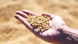 Bộ Nông nghiệp xin giảm thuế nhập khẩu khô đậu tương về 0%