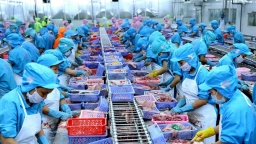 Ngành thủy sản phấn khởi khi Trung Quốc thông báo mở cửa