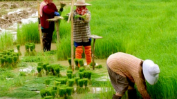Nông dân Thái Lan đua nhau trồng giống lúa Việt Nam
