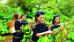 Nâng cấp cà phê Việt, chinh phục thế giới