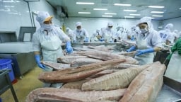 Xuất khẩu cá ngừ Việt Nam lần đầu cán đích 1 tỷ USD