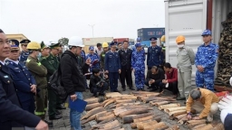 Hải Phòng: Bắt giữ gần nửa tấn ngà voi nhập lậu