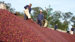 Ứng dụng mô hình Arima dự báo sản lượng cà phê xuất khẩu của Việt Nam đến năm 2030