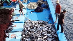 Khơi thông vốn cho ngành thủy sản trong 6 tháng cuối năm