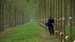 Công ty CP Cao su Đồng Phú - Đắk Nông giải thể sau 6 năm hoạt động