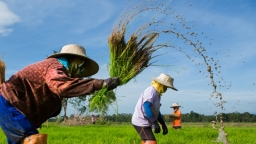 Nguồn cung gạo trở nên bấp bênh khi Thái Lan muốn giảm trồng lúa