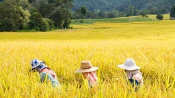 Hàng tỷ người chịu sức ép từ việc giá gạo tăng liên tục