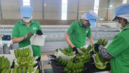 Nhật Bản tăng nhập khẩu chuối từ Việt Nam