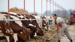 Lý do Nga áp dụng thuế khí thải từ gia súc