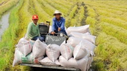 Thủ tướng chỉ đạo xử lý vướng mắc về thuế trong xuất khẩu lúa gạo