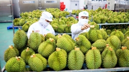 Năm 2023, thị phần rau quả Việt tại thị trường Trung Quốc tăng gần gấp đôi