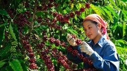 Giá cà phê Robusta tiếp tục giảm mạnh, Arabica ngược chiều tăng