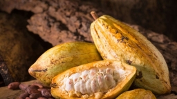 Giới đầu cơ phát cuồng khi giá hạt cacao tăng nhanh hơn Bitcoin