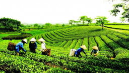Xử lý dứt điểm tình trạng tranh chấp đất đai tại các công ty nông, lâm nghiệp