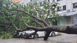 Tan hoang sau siêu bão Yagi, xe bị cây đổ đè có được bồi thường?