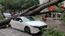 Bảo hiểm chi hơn 11.600 tỷ đồng bồi thường thiệt hại bão số 3