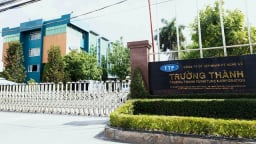 Gỗ Trường Thành tái cấu trúc, giải thể công ty con tại Bình Định