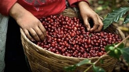 Giá cà phê Arabica thị trường thế giới tăng mạnh