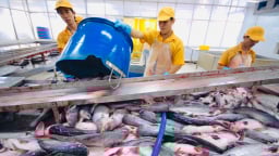Xuất khẩu cá tra tháng 3 tăng mạnh