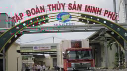 Thuỷ sản Minh Phú lãi hơn 17 tỷ đồng trong quý 1/2025