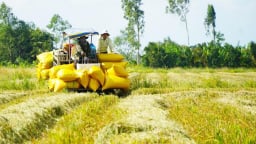 Hiệu quả tài chính của mô hình sản xuất 3 vụ lúa và 2 vụ lúa 1 vụ cá